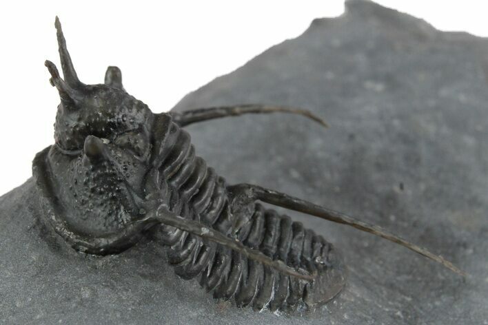 Devil Horned Cyphaspis Walteri Trilobite - Mrakib, Morocco #350513
